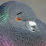 PowerPigeon profil fotoğrafı