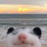 Profilbild von .