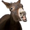 janet pearson's profile picture