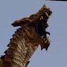 ben🦖🦕🐉 的头像