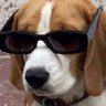 Profilbild von Org