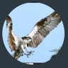 ابومحمد الناشري's profile picture
