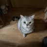 レモン(=^x^=) profil fotoğrafı