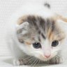emiko's profile picture