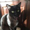 むぎ🐈's profile picture