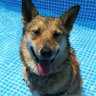 野良犬レオの大冒険🐕️🦺 profil fotoğrafı