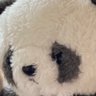 Profilbild von Pandadaisuki