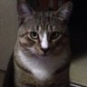 ちょろすけ 的头像