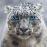 cevher İbrahim özkan's profile picture