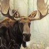 Fall moose playing in the leaves! 的头像