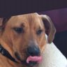 Insideadogsmind's profile picture