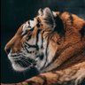 nawaf abuauf's profile picture