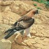 Фото профиля ظاهر الشمري