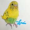 Profilbild von pipi
