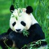 Profilbild von 虎虎生威