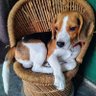 Mansi Agarwal's profile picture