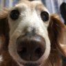Kuni profil fotoğrafı