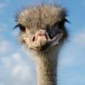 Profilbild von ダチョウ