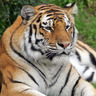Фото профиля tiger