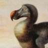 Dodo's profile picture