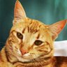 Profilbild von Chiquitita