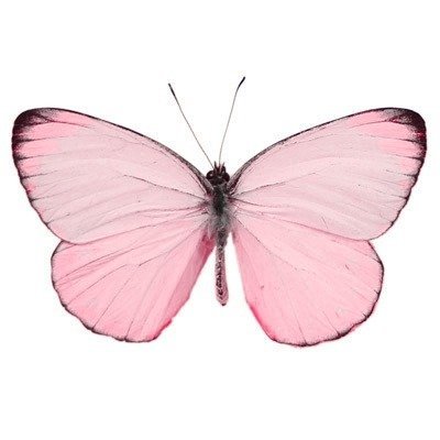 Flowers's profile picture