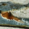 Profilbild von DasKrokodil