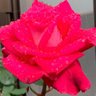 Фото профиля にのたん