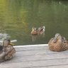 Duck Blobsky 的头像