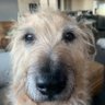Profilbild von Schmuppy