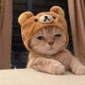 CobraHassan's profile picture
