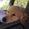 firendly neighboorhood dog's profile picture