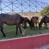 izmirli profil fotoğrafı