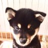 黒柴はるのパパ 的头像