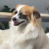Josh Brook's profile picture
