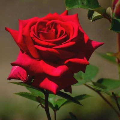the rose's profile picture