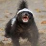 Honey Badger 🐾 的头像