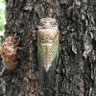 Atilla's profile picture