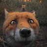 Foxarmy_GN🇫🇷⚖ 的头像