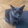 prilika profil fotoğrafı