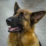 Shep Herd 🐕🦺🍁 profil fotoğrafı