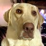 Profilbild von Buzzsaw