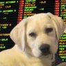 pup profil fotoğrafı