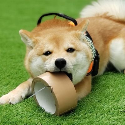 🐶柴犬 琥珀(こはく)🐾's profile picture