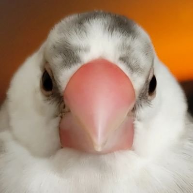 タイラー's profile picture