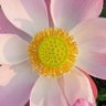 Фото профиля น้องนวล2