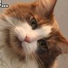 IntegrityMate profil fotoğrafı