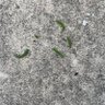 Caterpillar profil fotoğrafı