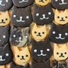くろねこにゃんこ🐈⬛ 的头像