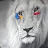 Rafael Cohen's profile picture